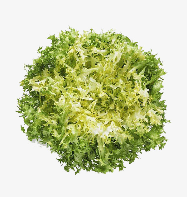 野生菊苣免抠