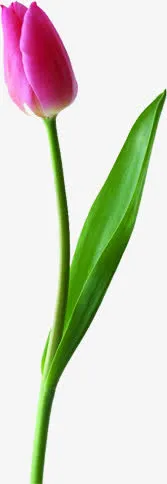 教师节粉色花朵促销免抠