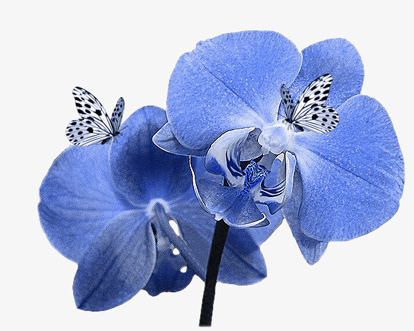 卡通装饰素材手绘花草素材免抠