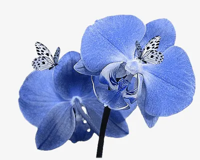 卡通装饰素材手绘花草素材免抠