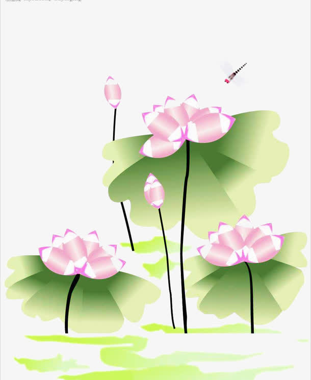 荷花免抠
