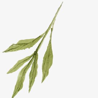 手绘花朵 唯美 水彩 油画效果免抠