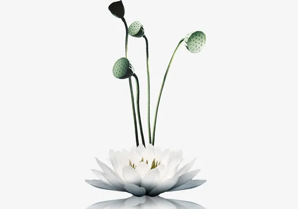 荷花莲蓬免抠