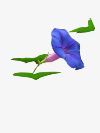 装饰的花朵免抠