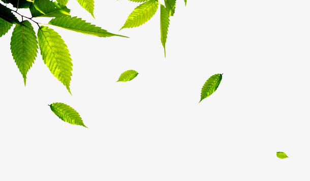 绿色树叶春天免抠动植物植物元素