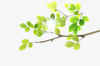 绿色树叶阳光树枝免抠