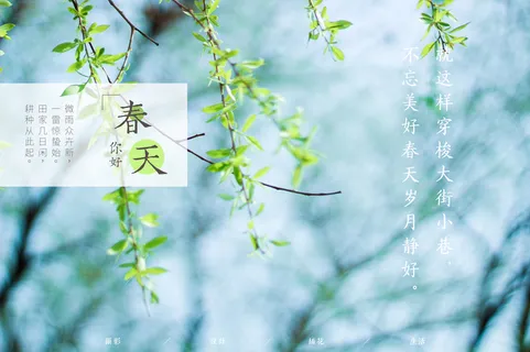 春天你好绿色柳枝树枝高清