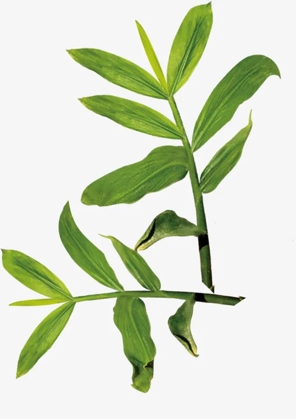 嫩绿的叶子免抠