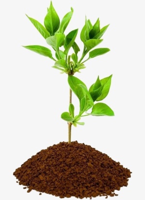 植树节小树苗免抠手绘/卡通卡通元素