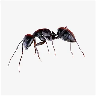 蚂蚁免抠 蚂蚁免抠