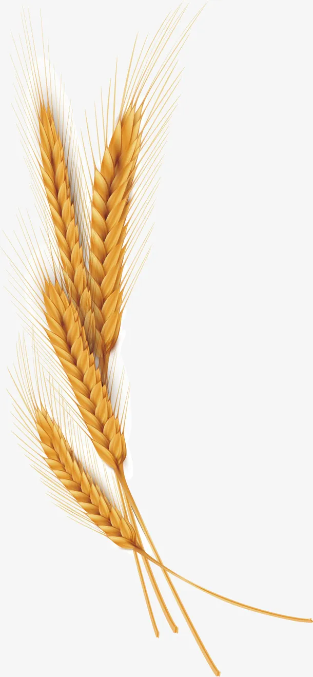 矢量图黄色的小麦免抠