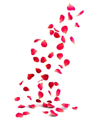 红色玫瑰花瓣免抠