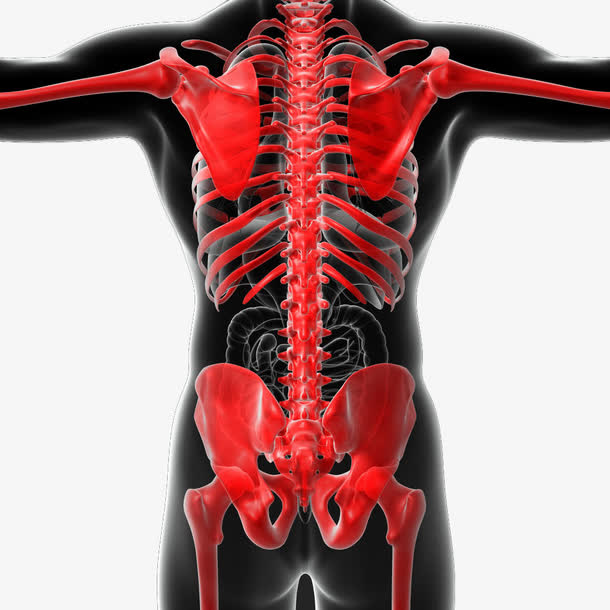 人体内脏透视图免抠