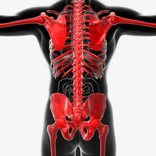 人体内脏透视图免抠