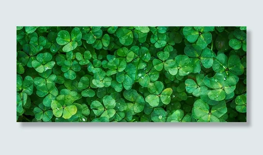 三叶草背景高清