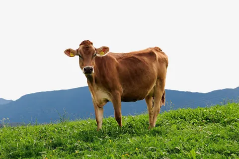 草原上的黄牛免抠