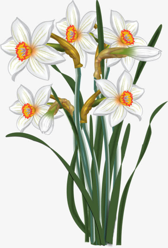 漂亮水仙花免抠