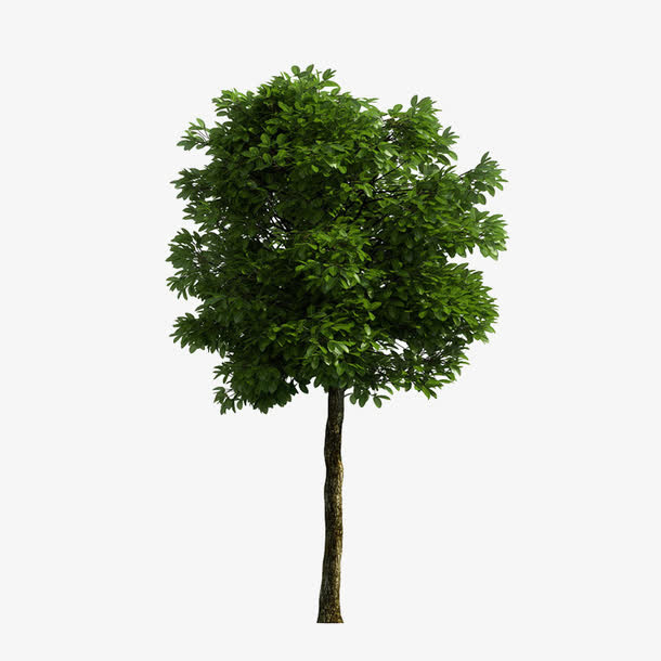 天然小树免抠动植物植物元素