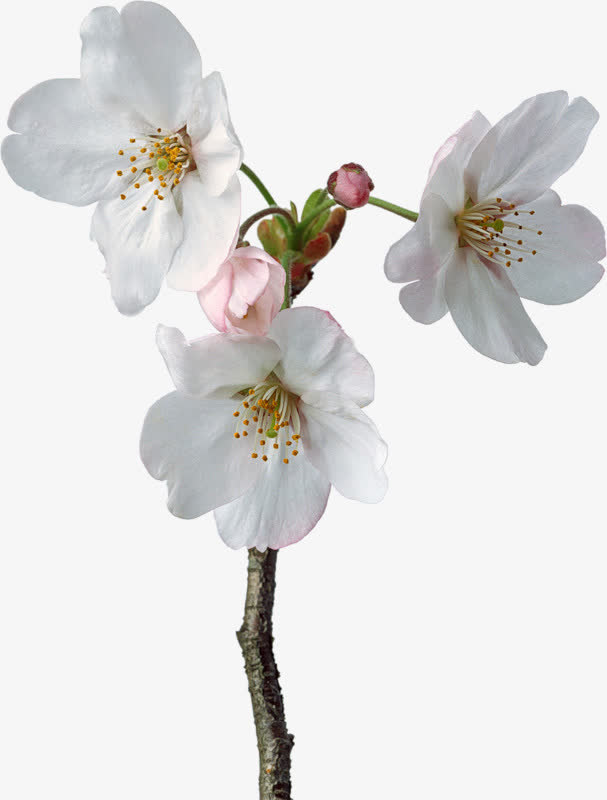 白色小花免抠
