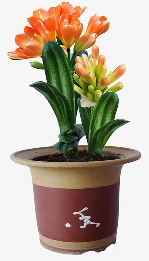 两株开花君子兰盆栽免抠