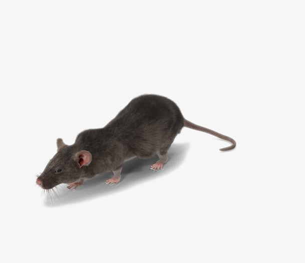 灰色老鼠免抠