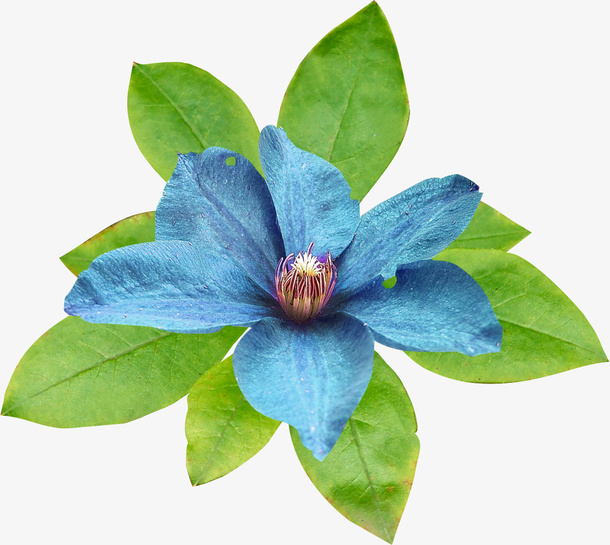 花卉免抠