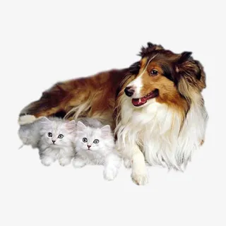 小狗猫咪免抠