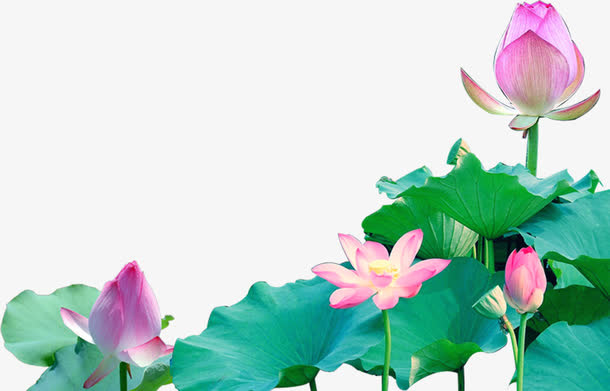 粉色荷花免抠
