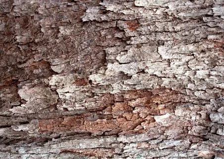 树皮免抠