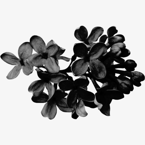 黑色花朵装饰免抠
