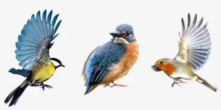 黄鹂喜鹊鸟素材免抠