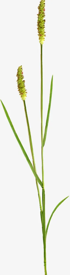 狗尾巴草免抠