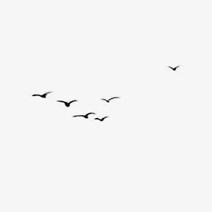 鸟飞翔的鸟免抠