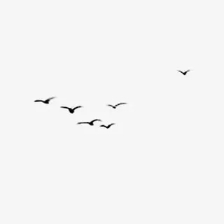 鸟飞翔的鸟免抠