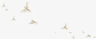 行行白鸽促销海报设计免抠