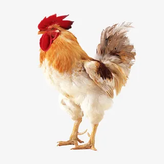 公鸡背景图片