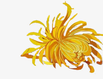 古风手绘菊花免抠