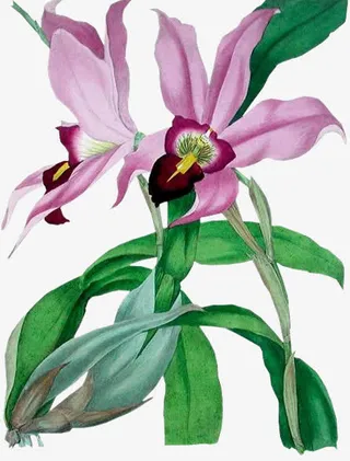 水墨绿叶红色花蕊免抠