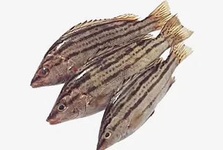 新鲜的鱼食材免抠