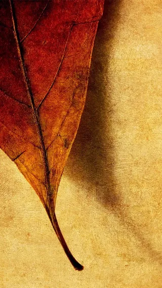 黄色背景上的树叶H5素材背景高清