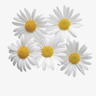 白色的小菊花免抠