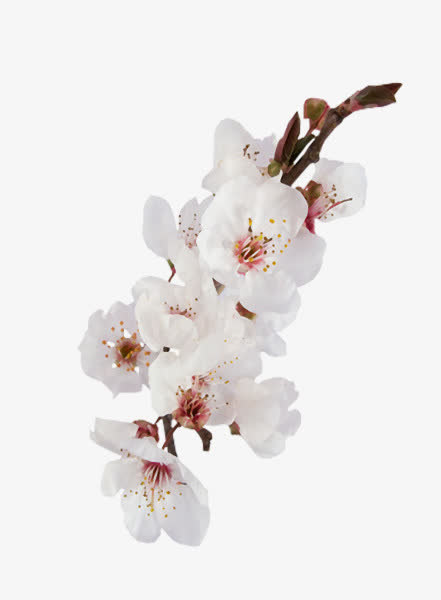 白色花朵树枝树叶免抠