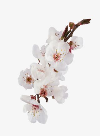 白色花朵树枝树叶免抠