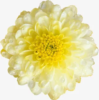 盛开的菊花免抠