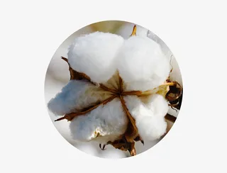 蓬松的棉花田免抠