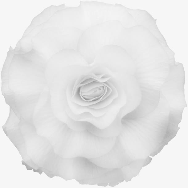 白色漂亮茶花免抠