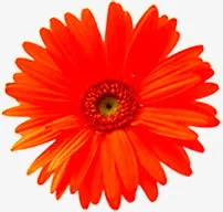 橙色菊花花卉七夕情人节免抠