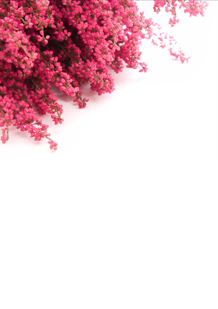 桃花背景高清