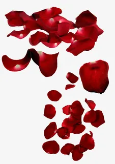 玫瑰花瓣免抠