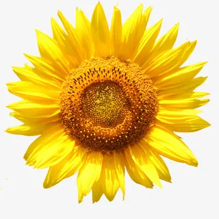 金色的向日葵免抠